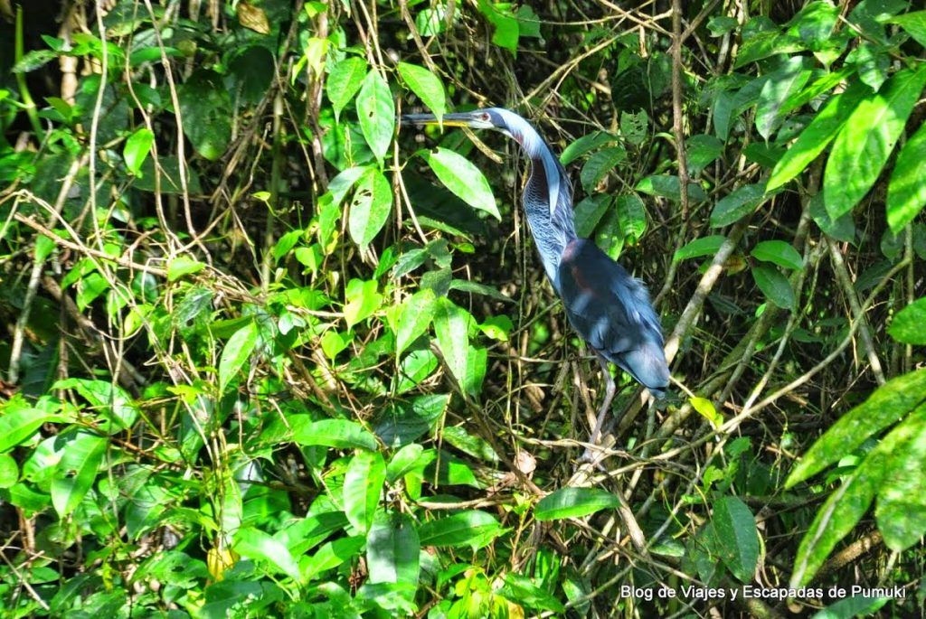 La garza Agami en Tortuguero