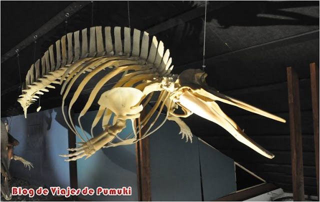 Esqueleto de ballena en el museo de Husavik en Islandia. Ballena asesina o killer whale