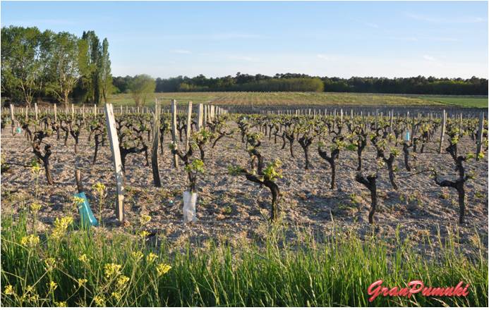 Viñedos en las Landas, Francia