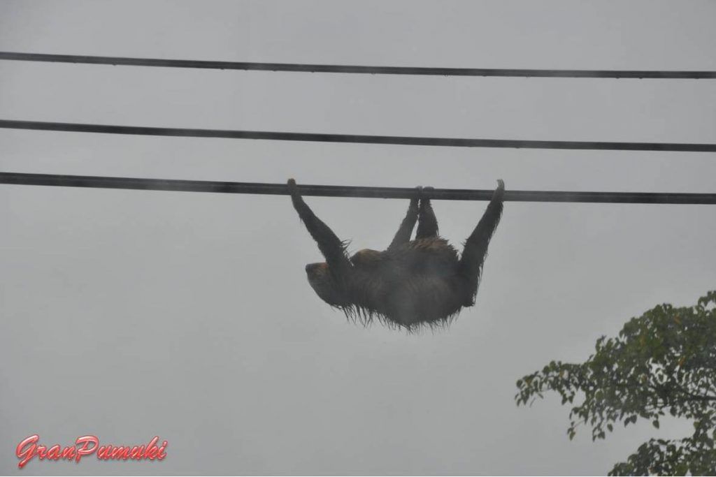 Perezoso en tendido eléctrico, Costa Rica