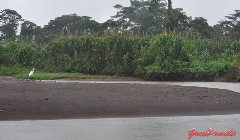 Garza en los Caños de Tortuguero