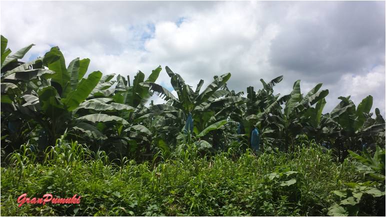 Plantación de plátanos camino a Tortuguero por libre