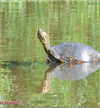 Que ver en Tortuguero
