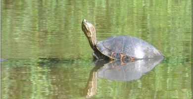 Que ver en Tortuguero