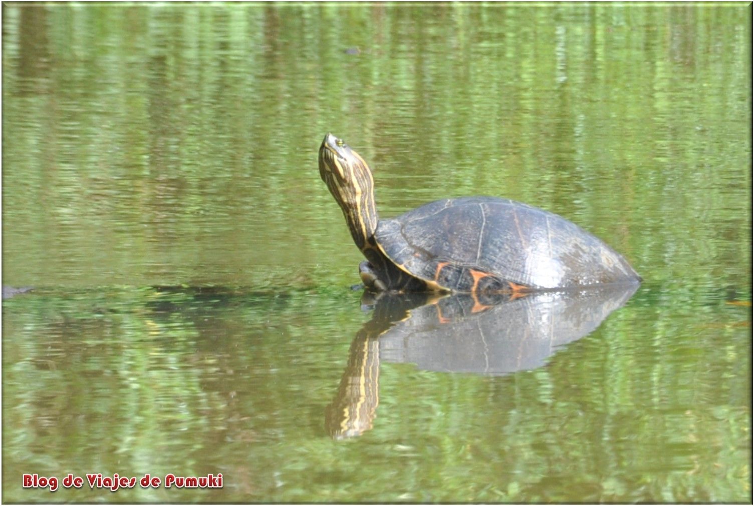 Que ver en Tortuguero