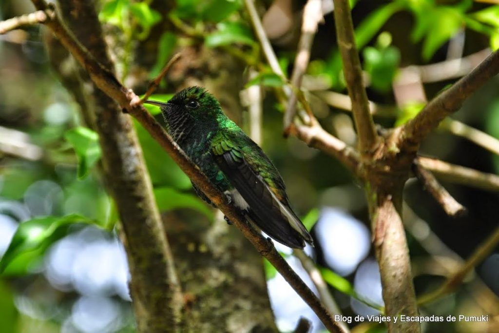 Colibri verde en Monteverde, Costa Rica
