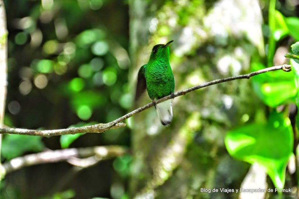Colibri verde en Monteverde, Costa Rica