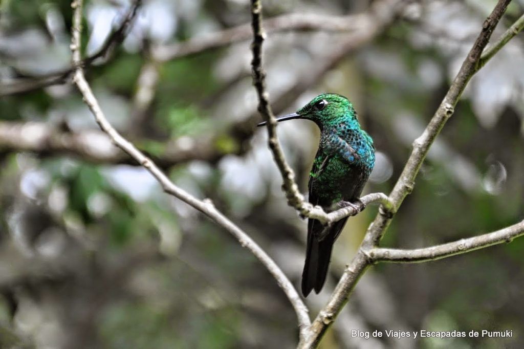 Colibri verde y azul en Monteverde, Costa Rica