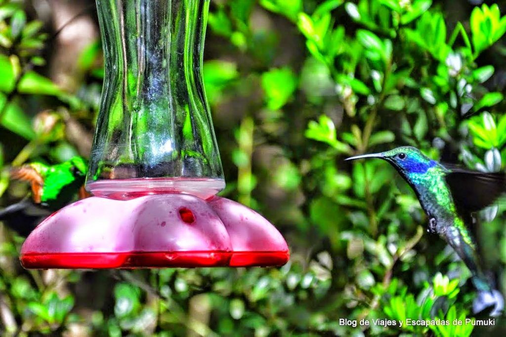 La habilidad del colibrí para hacer vuelo estático, se comprueba cuando se acercá al alimentador