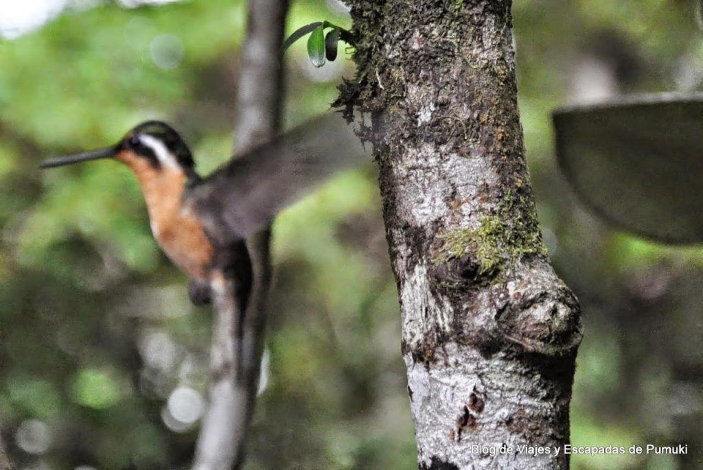 Hay gran variedad de colores entre estas pequeñas aves acrobáticas