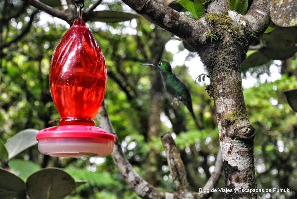 La habilidad del colibrí para hacer vuelo estático, se comprueba cuando se acercá al alimentador