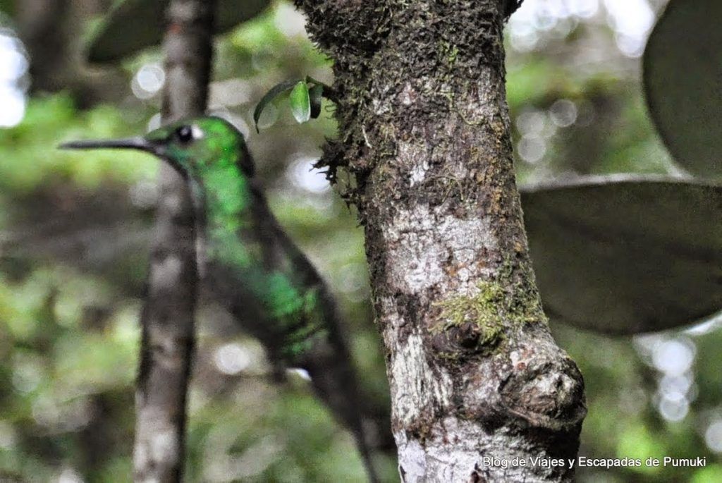 Hay gran variedad de colores entre estas pequeñas aves acrobáticas