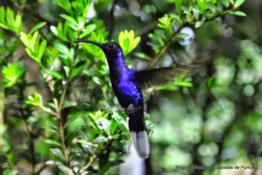 Colibrí Azul en Monteverde