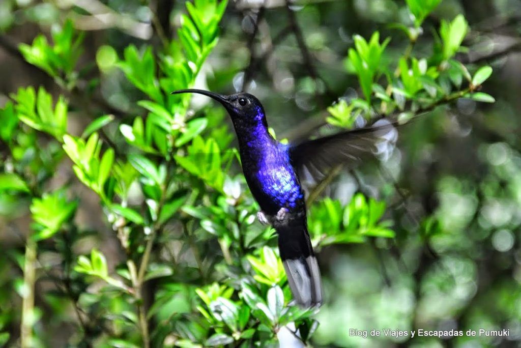 Colibrí Azul en Monteverde, Costa Rica