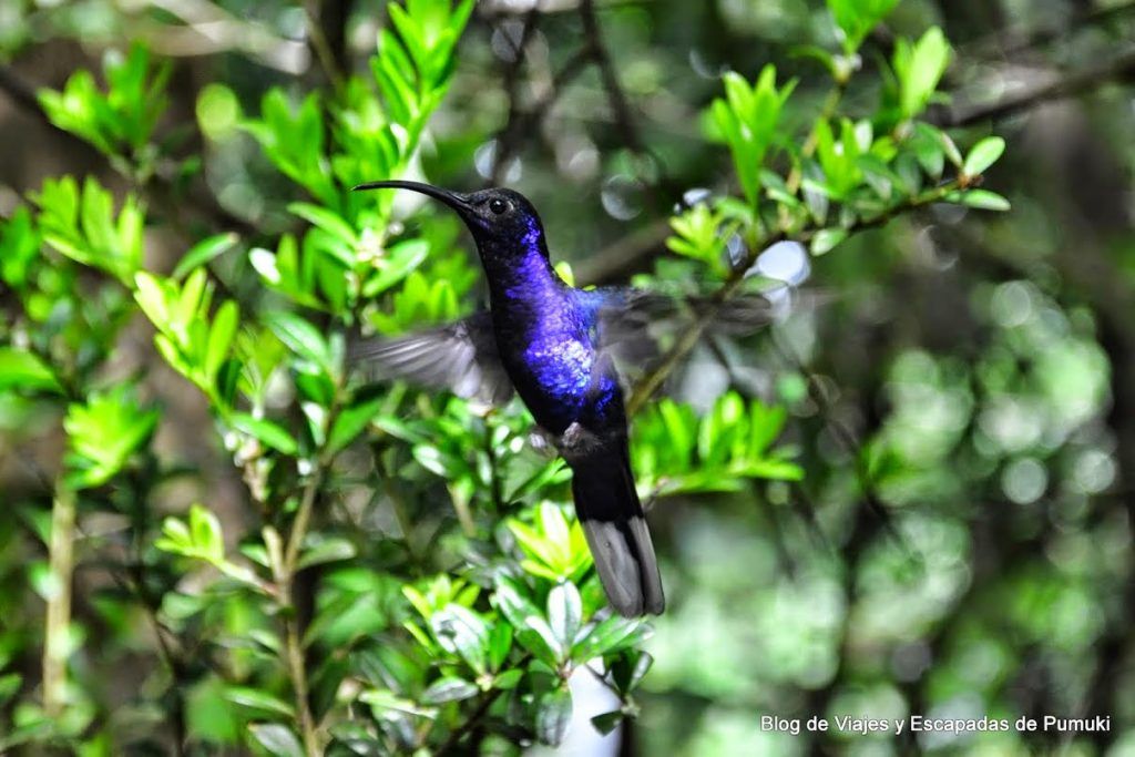Colibrí Azul en Monteverde, Costa Rica