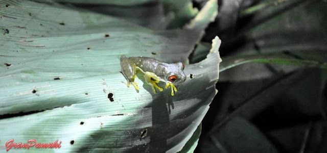 Rana de ojos rojos en tour nocturno de Monteverde