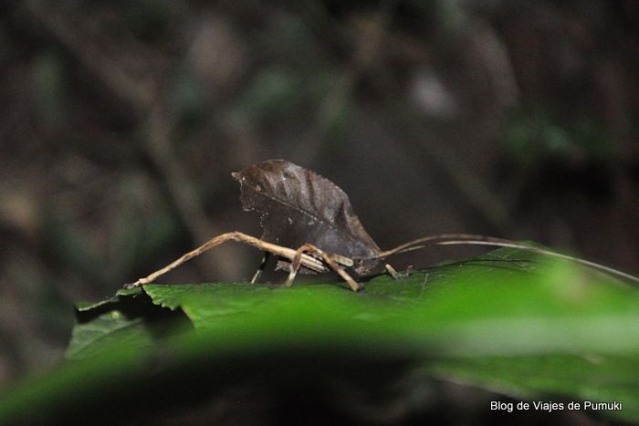 insecto hoja en tour nocturno de Monteverde