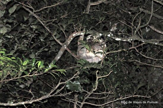 perezoso de 2 desdos en tour nocturno de Monteverde