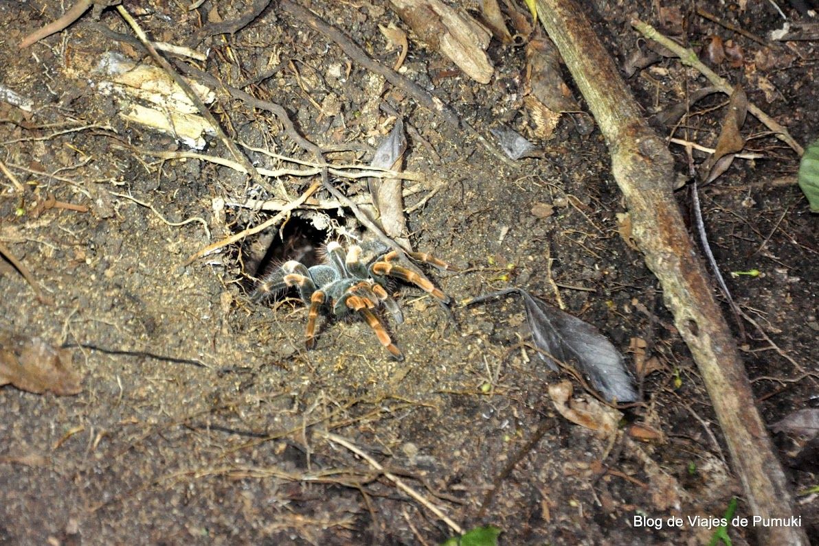 Tarántula en tour nocturno el bosque Nuboso