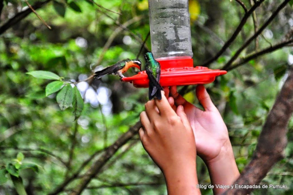 En Monteverde es posible vivir la experiencia de la interacción con colibries.