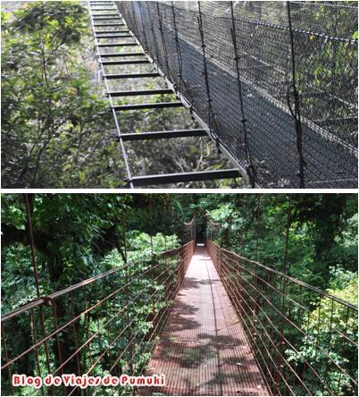 Pasarelas sobre los arboles