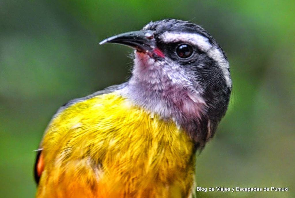 Pequeño pájaro amarillo acompaña a los colibries en Monteverde, Costa Rica