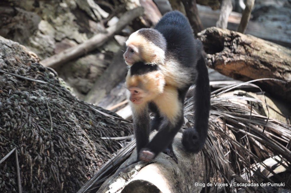 Monos capuchinos en Parque Nacional Manuel Antonio