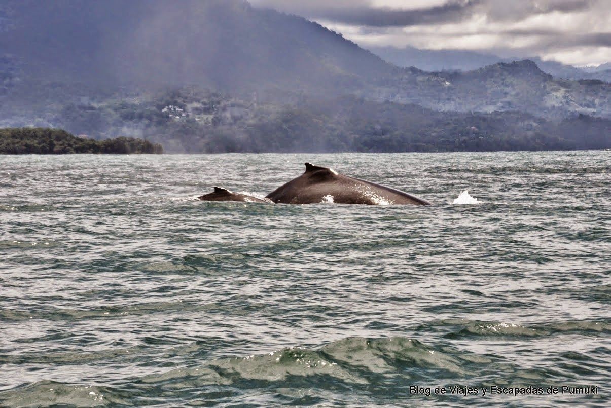 Avistamiento de ballenas en Parque Nacional Marino Ballena