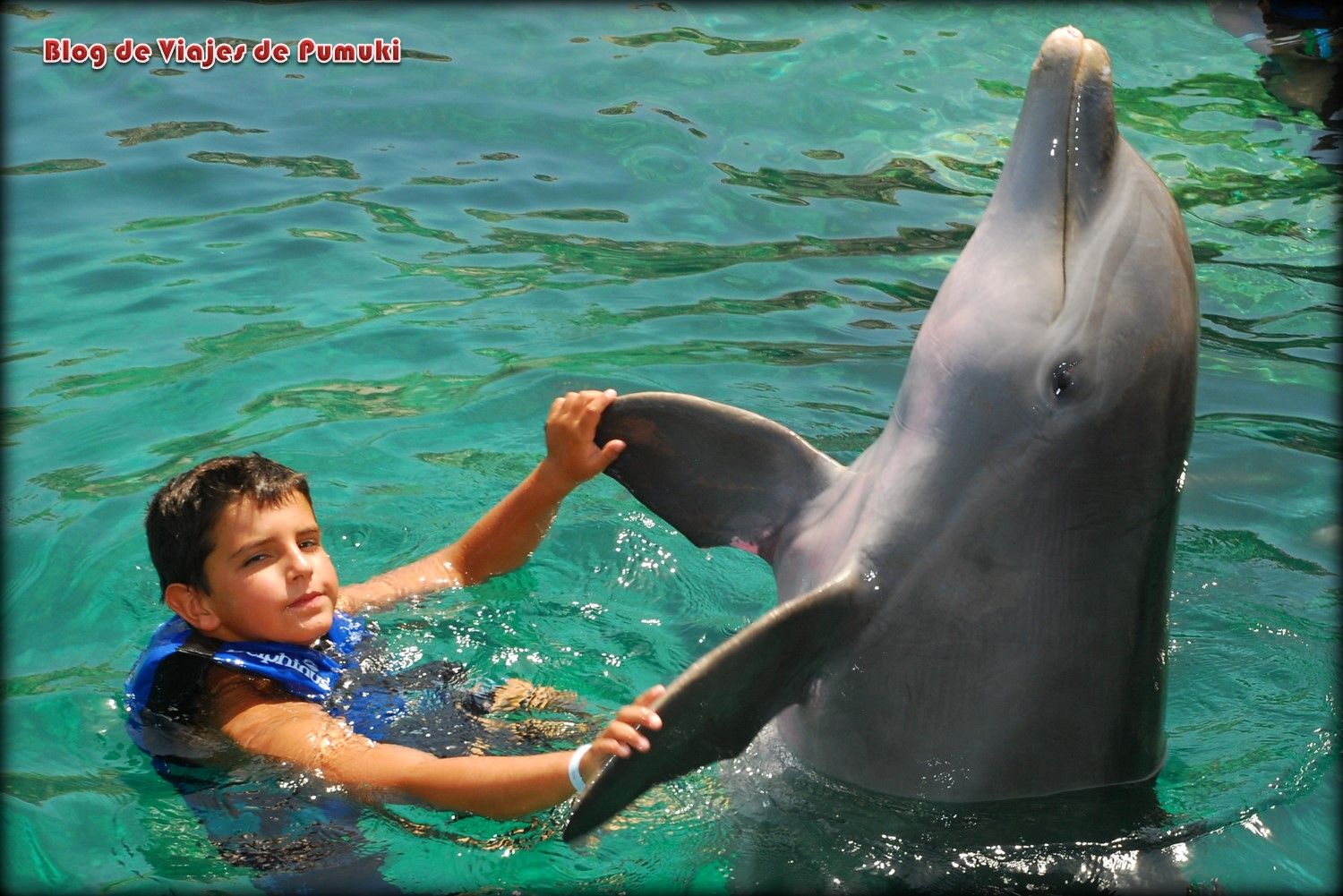 Baño con delfines en la Riviera Maya