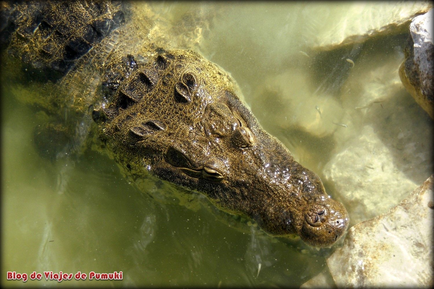 Cocodrilo en un lago cerca de Coba, México