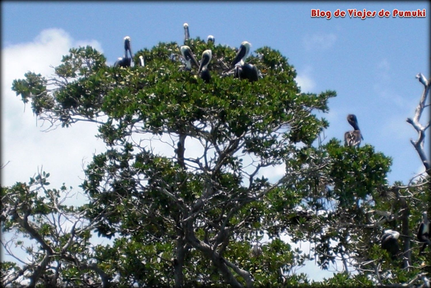Puedes ver Pelícanos en Sian Ka´an, Riviera Maya. 