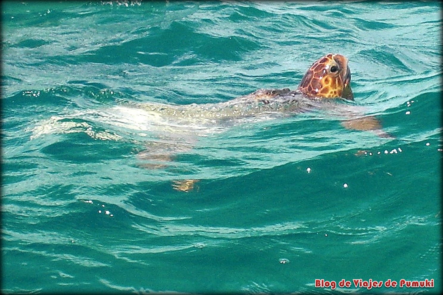 Puedes ver tortugas en libertad  en Sian Ka´an, Riviera Maya