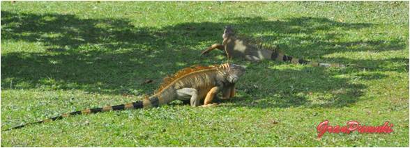 Las iguanas salen de su selva para dominar parque y jardines en Costa Rica. Mas fauna en Blog de Viajes de Costa Rica con niños