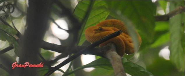 La venenosa serpiente amarillo o serpiente oropel se puede encontrar en el P.N. de cahuita.Blog de Viajes con niños en Costa Rica