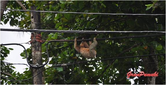 Costa Rica es pura vida. El mono perzoso sale de su habitat para moverse por el tendido eléctrico. Léelo en Blog de viajes con niños por Costa Rica