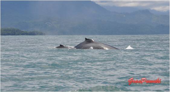 La excursión para el avistamiento de ballenas y delfines, tambiéen te lleva a ver cuevas en playa ventanas, la Isla ballena y su abundancia de aves y hacer snorquel cerca de esta isla. Léelo en Blog de viajes por Costa rica en famila