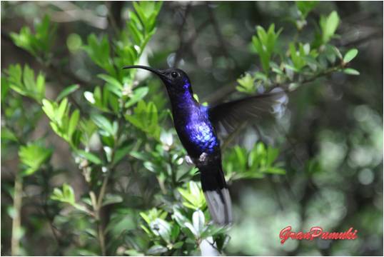 En monteverde se puede interaccionar con colibries en un entorno natural como es el Bosque Nuboso. Léelo en el Blog de viajes con niños en Costa Rica