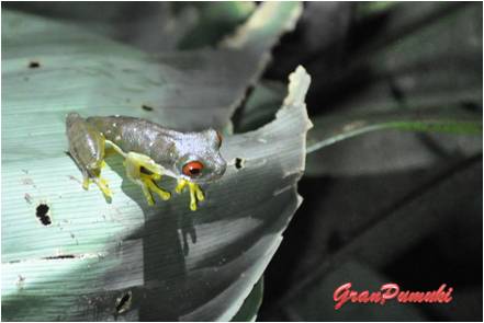 La rana de ojos rojos, símbolo de Costa Rica es muy venenosa. Se puede observar cerca de los rios. Leelo en Blog de Viajes a Costa Rica