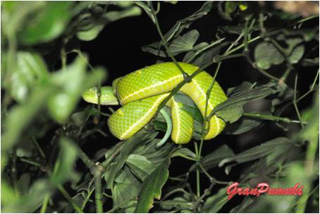 La lora venenosa puede causar la muerte en dos horas. es posible observarla en el tour nocturno por la selva y el Bosqu Nuboso de Monteverde. Mas en blog de Viajes a Costa Rica