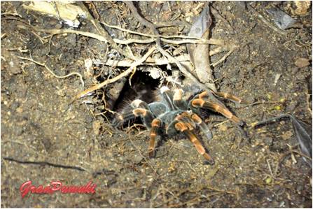 La tarántula está presente y es posible observarla en el tour nocturno por la selva y el Bosqu Nuboso de Monteverde. Mas en blog de Viajes a Costa Rica