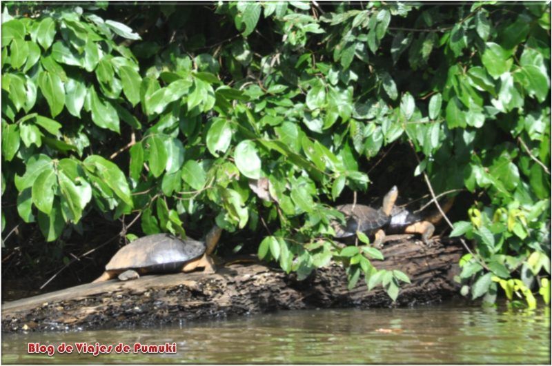 Tortugas de agua dulce en la selva desde los canales de Tortuguero