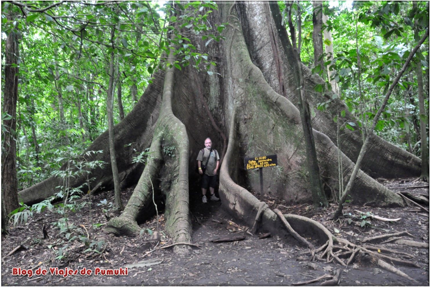 Ceibo centenario de 400 años en Arenal