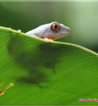 La rana verde de ojos rojos es el símbolo de Costa Rica