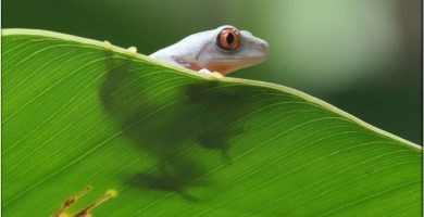La rana verde de ojos rojos es el símbolo de Costa Rica