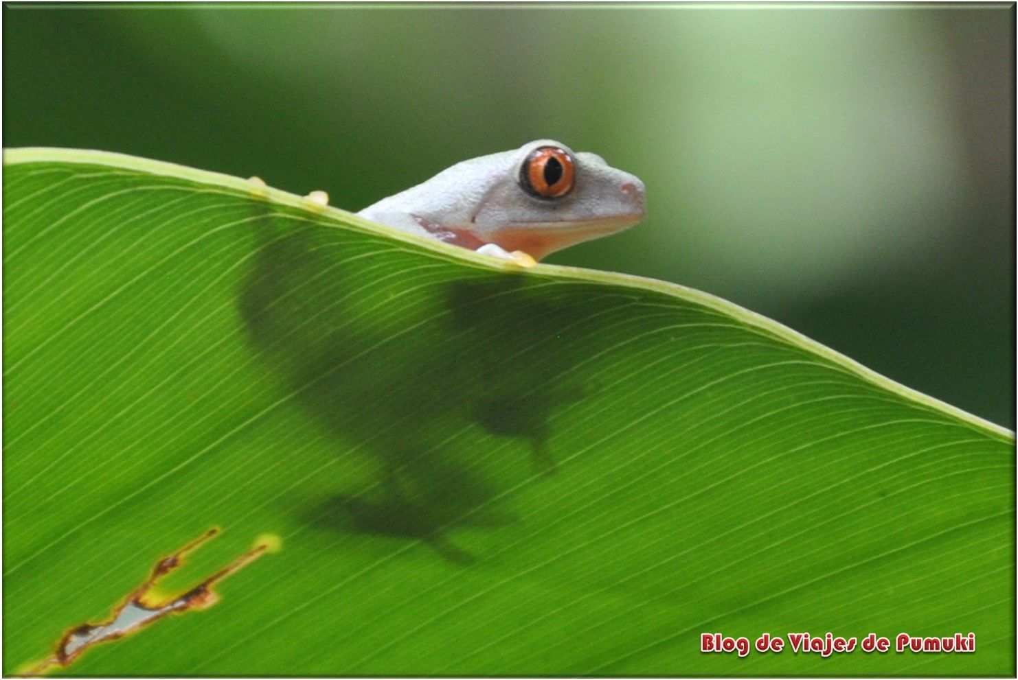 La rana verde de ojos rojos es el símbolo de Costa Rica