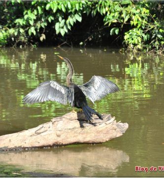 Ave en tour organizado por los caños de Tortuguero