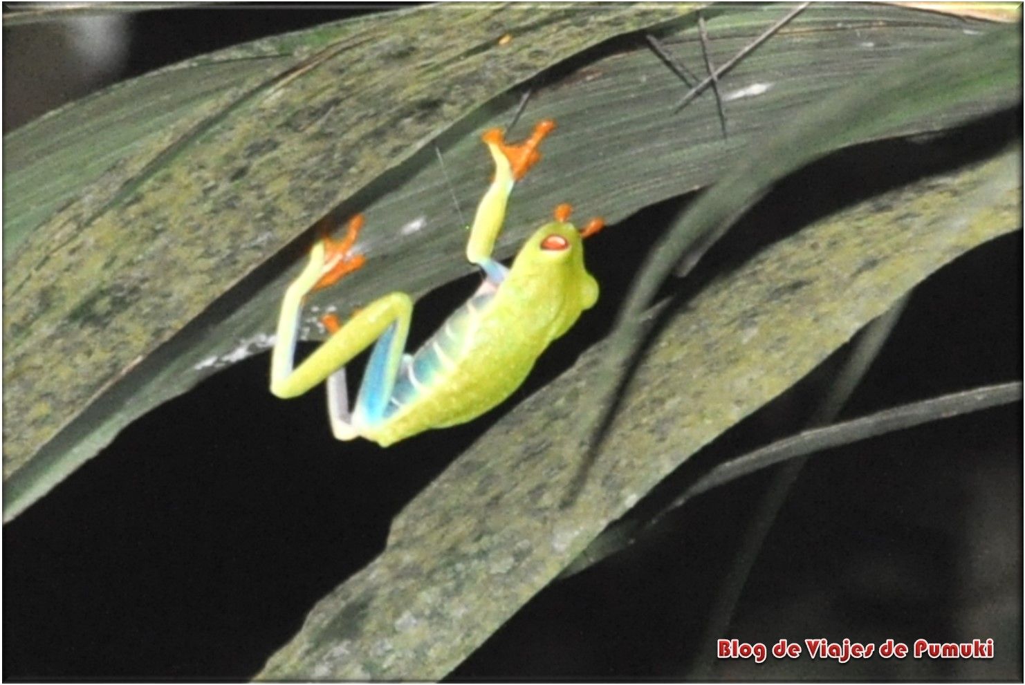 Rana en tour nocturno por Tortuguero