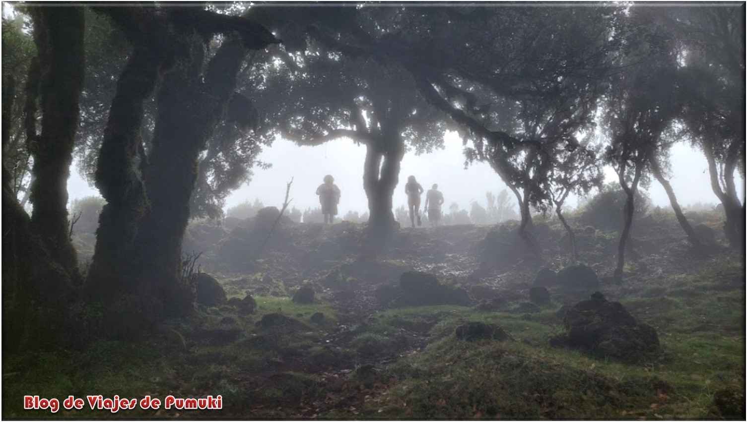Bosque encantado de Fanal. Madeira