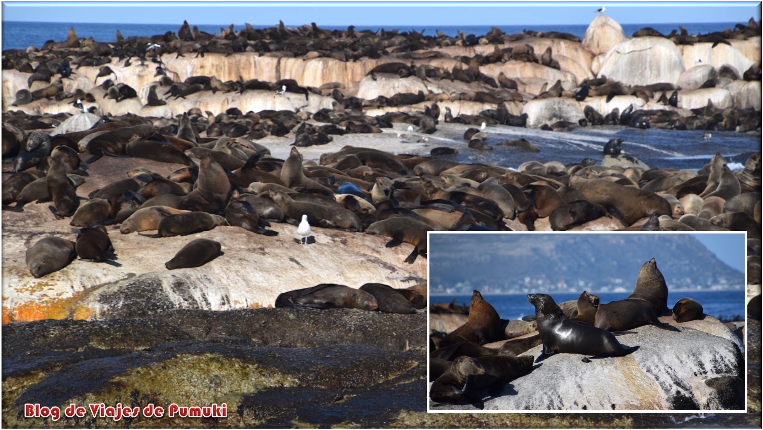 Leones marinos de Duiker Island en península de el Cabo