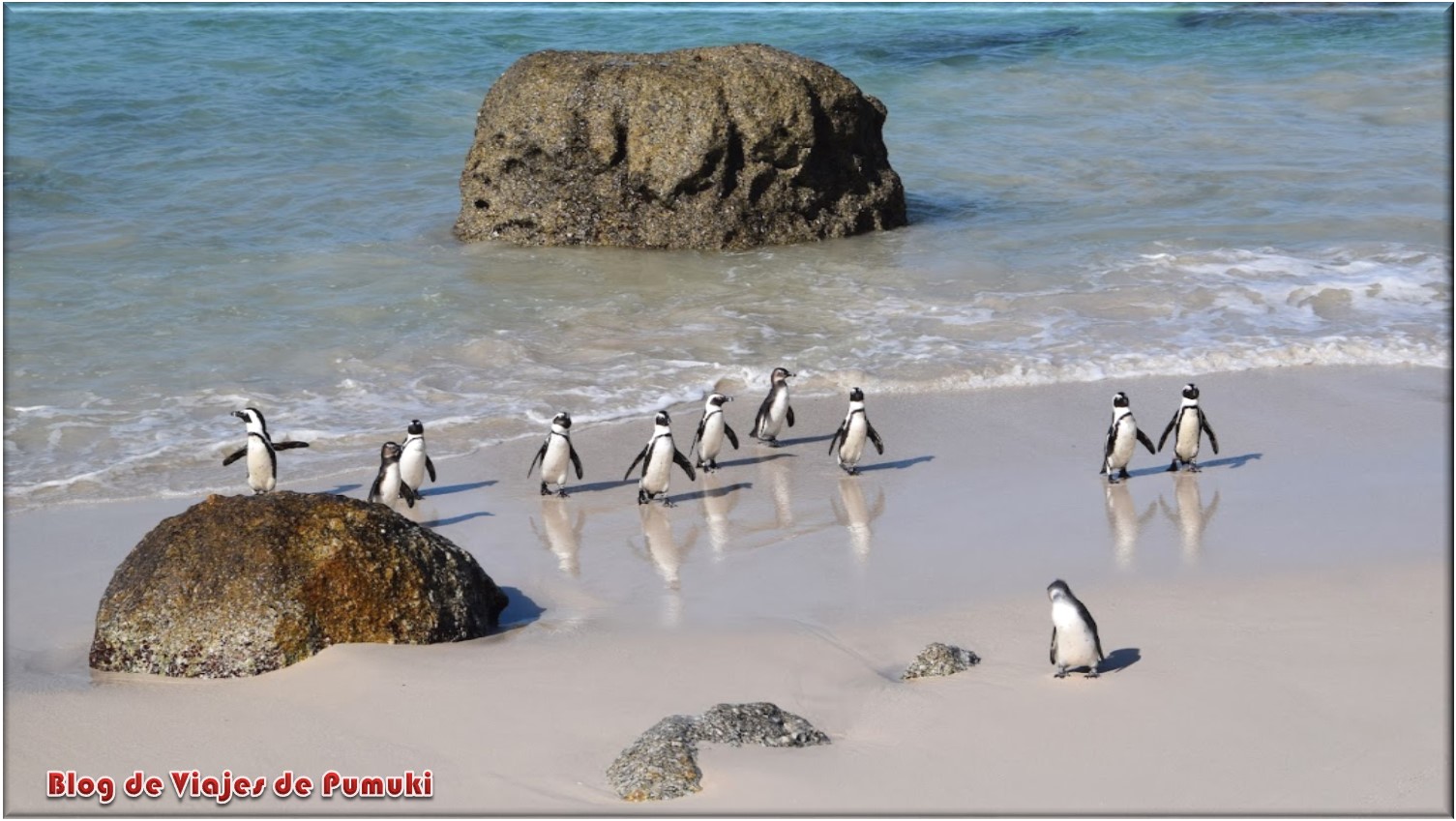 Pinguinos en Boulders Beach, Blog de viajes a Sudáfrica